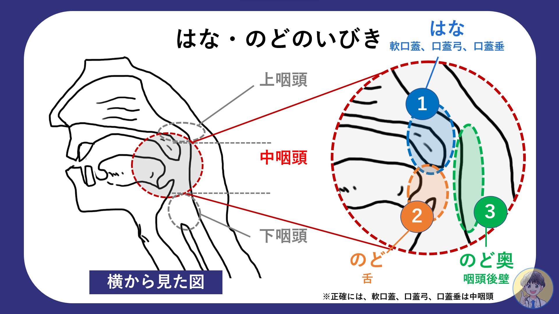 いびきの原因と治し方|いびきのお医者さん